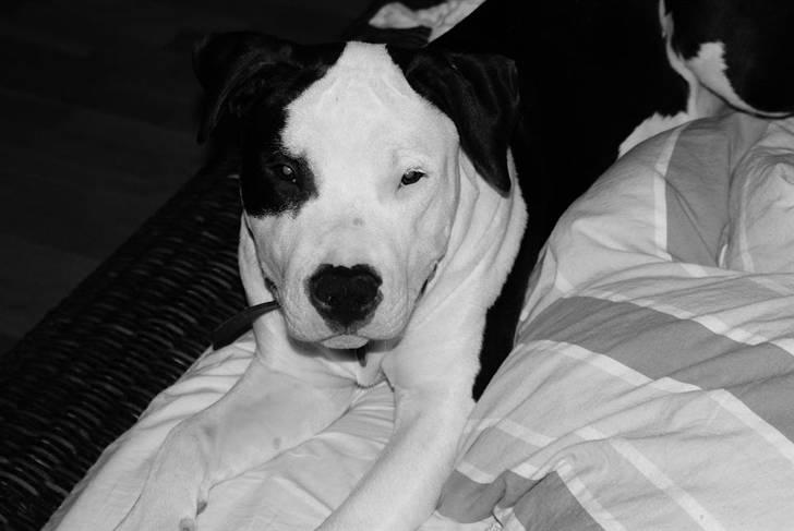 Amerikansk staffordshire terrier Cæser R.I.P billede 16