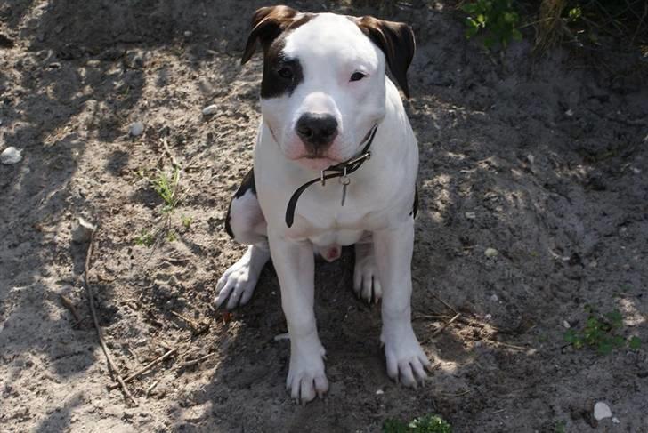 Amerikansk staffordshire terrier Cæser R.I.P billede 17