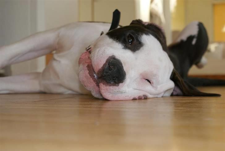 Amerikansk staffordshire terrier Cæser R.I.P billede 18