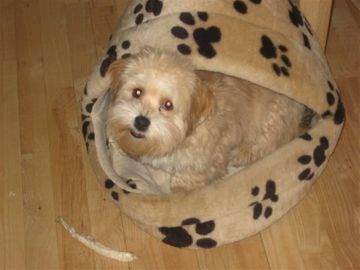 Bichon havanais Nelli - Fylder lidt mere nu men er stadig glad for hulen... Her gemmer jeg alle mine ting :o) billede 6