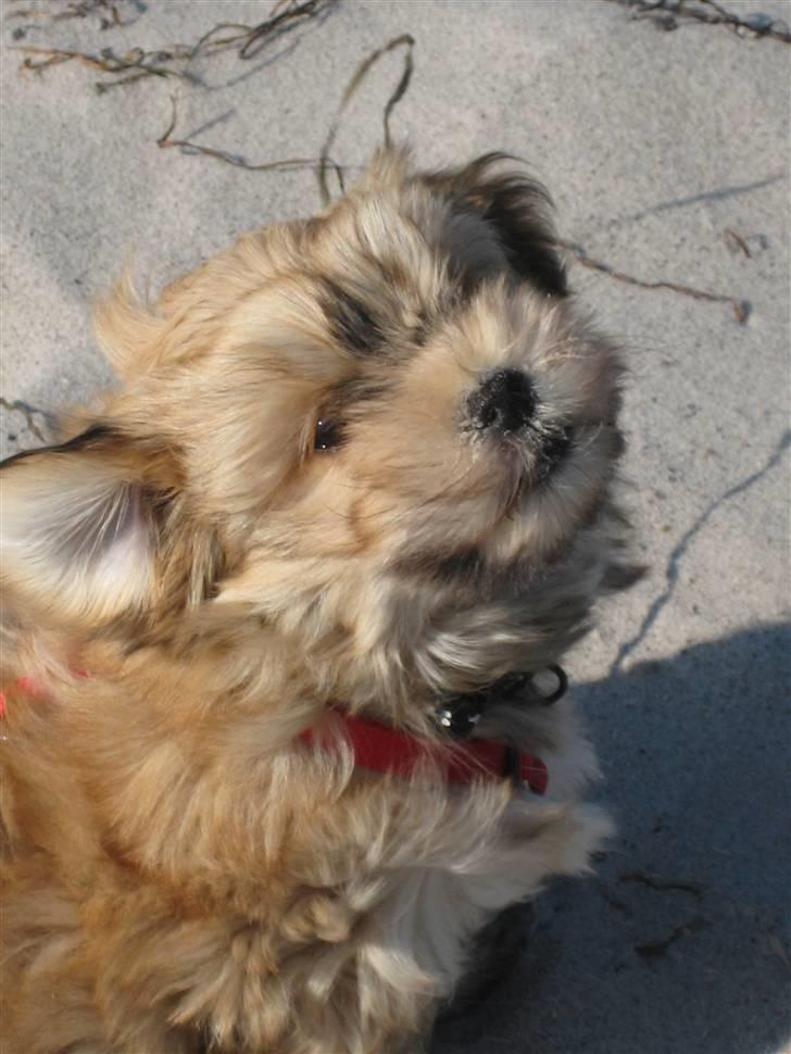 Bichon havanais Nelli billede 7