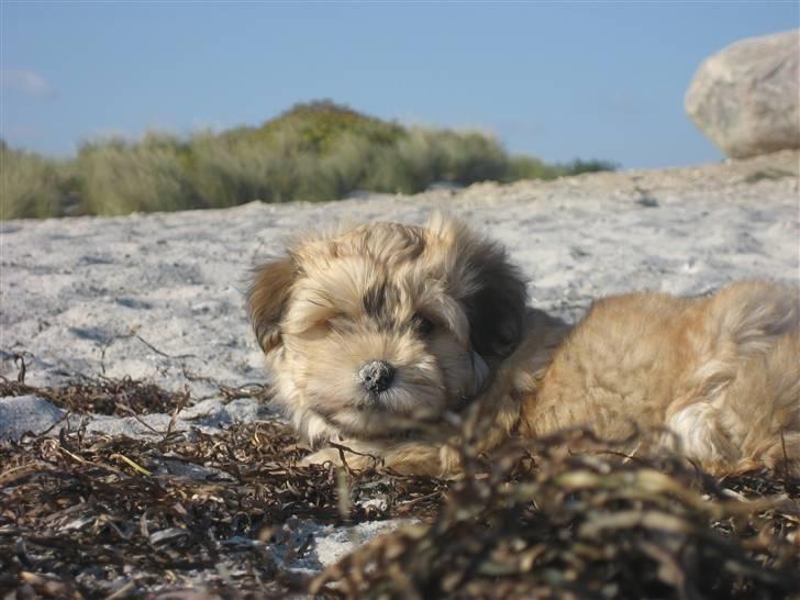 Bichon havanais Nelli billede 8