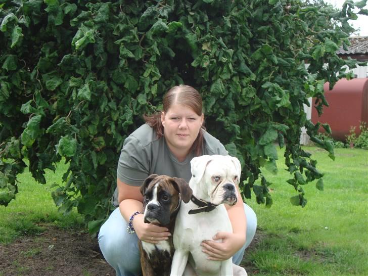 Boxer †Bianca "Tøsen"† - Tøsen og Adira billede 7