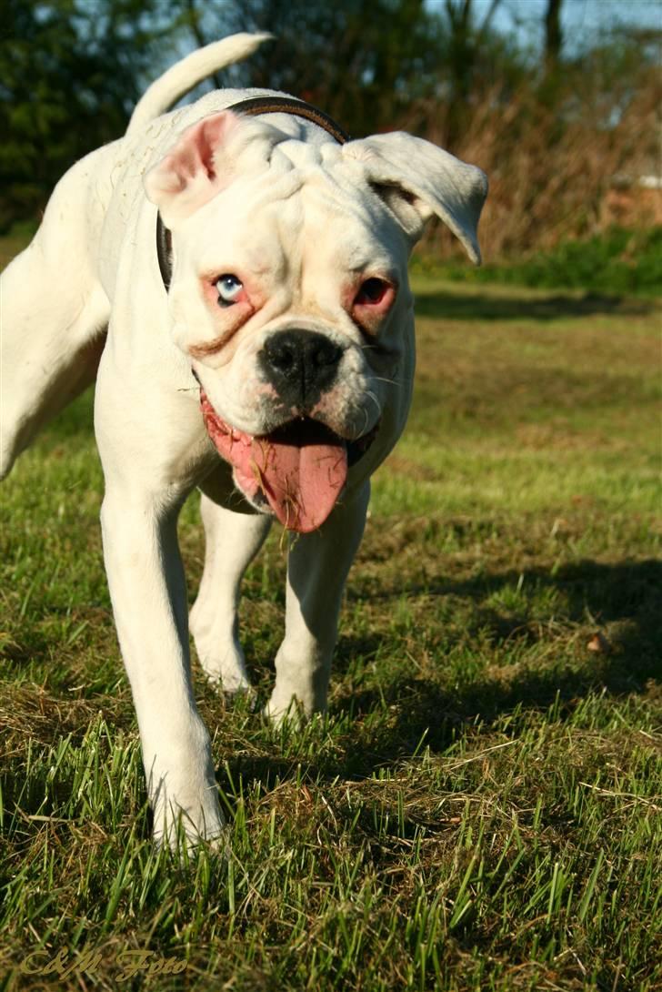 Boxer †Bianca "Tøsen"† billede 8