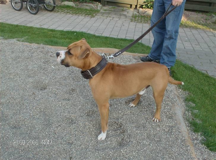 Amerikansk staffordshire terrier Balou - kigger efter lillesøster (cecile) billede 6