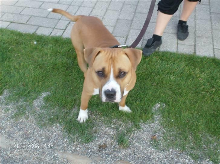 Amerikansk staffordshire terrier Balou - balou billede 7