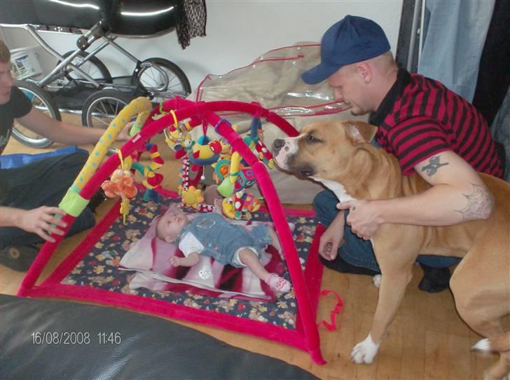 Amerikansk staffordshire terrier Balou - lige et mere (-: billede 8