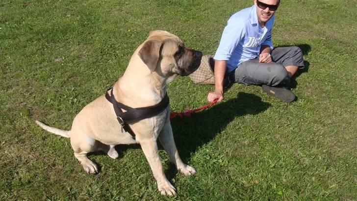 Boerboel Ferdinand billede 1