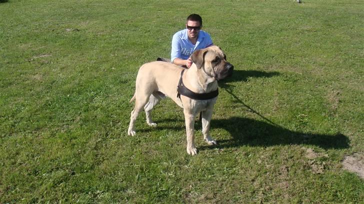 Boerboel Ferdinand billede 2