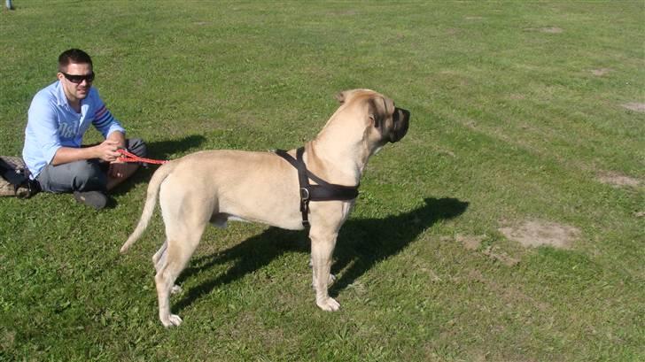 Boerboel Ferdinand billede 3