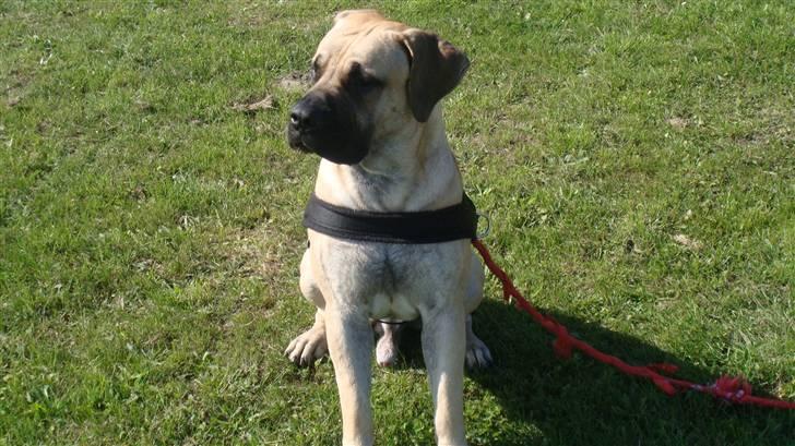 Boerboel Ferdinand billede 4