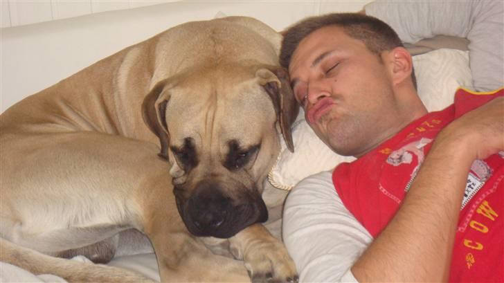 Boerboel Ferdinand billede 5