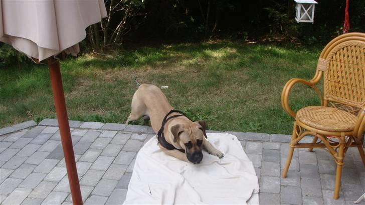 Boerboel Ferdinand billede 6