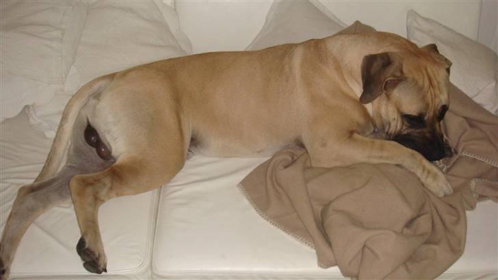 Boerboel Ferdinand billede 7