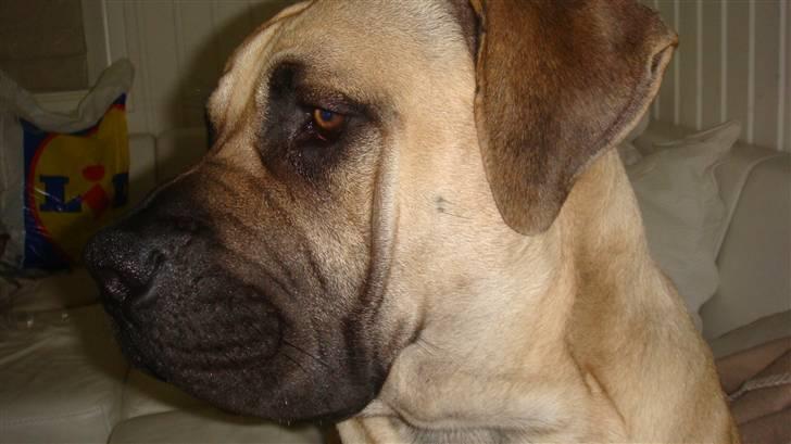 Boerboel Ferdinand billede 8