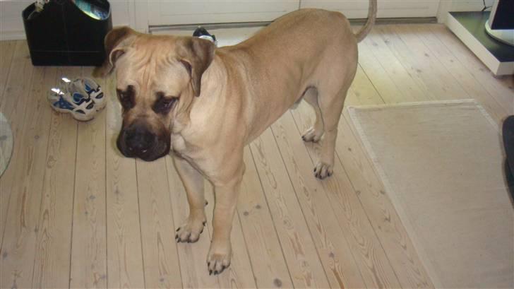 Boerboel Ferdinand billede 9