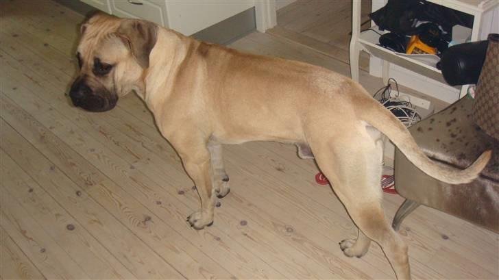 Boerboel Ferdinand billede 10
