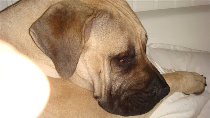 Boerboel Ferdinand billede 11