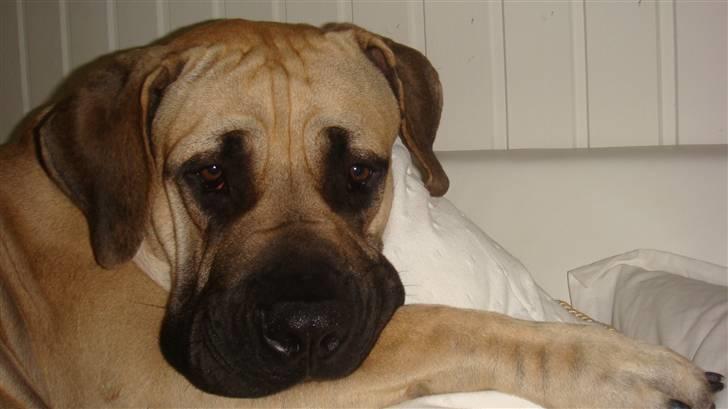 Boerboel Ferdinand billede 12