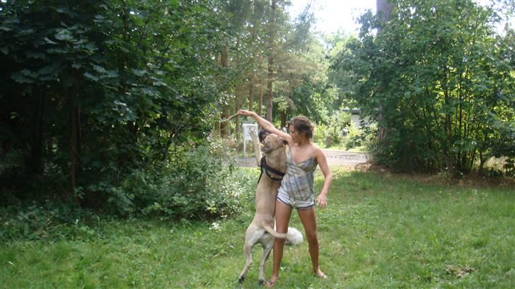 Boerboel Ferdinand billede 13