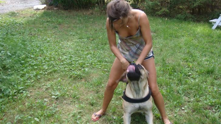 Boerboel Ferdinand billede 14