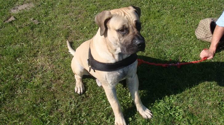 Boerboel Ferdinand billede 15