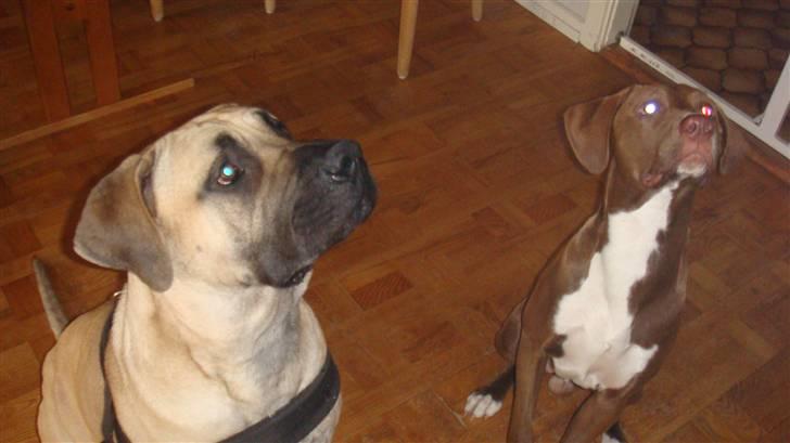 Boerboel Ferdinand billede 16