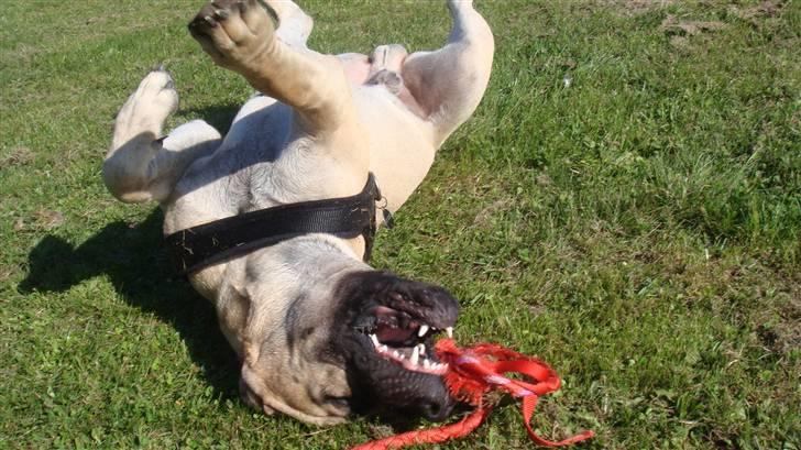 Boerboel Ferdinand billede 17