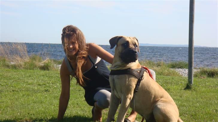 Boerboel Ferdinand billede 18