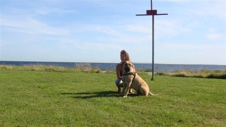 Boerboel Ferdinand billede 19