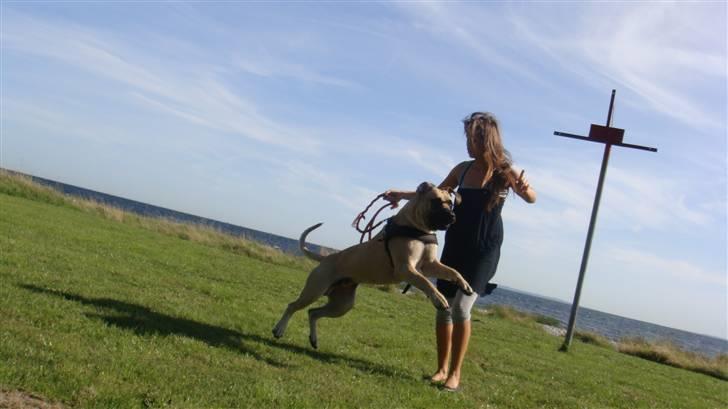 Boerboel Ferdinand billede 20