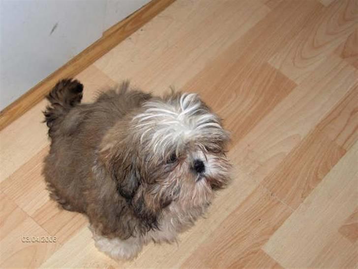 Shih tzu Puk - Puk da jeg hentede hende billede 2