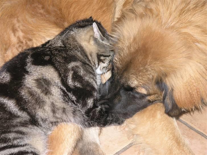 Leonberger JJ -egentlig Janis Joplin - tabby og JJ kan også sove sammen - helt tæt  billede 2