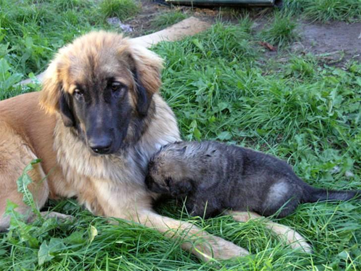 Leonberger JJ -egentlig Janis Joplin - Når der er små hvalpe, kan JJ bare lægge sig ned og tage det helt roligt, indtil de er fortrolige med hende. billede 3