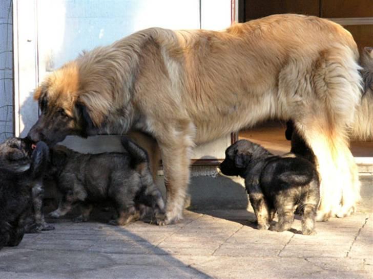 Leonberger JJ -egentlig Janis Joplin - JJ er helt rolig og blid når der er hvalpe omkring hende. billede 5