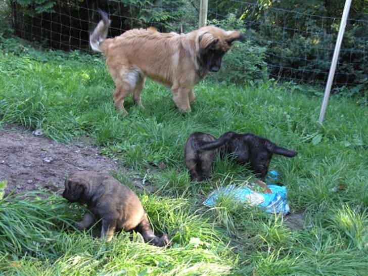 Leonberger JJ -egentlig Janis Joplin - Men når hvalpene så kende hende, så begynder hun at spille op. Hun er så glad billede 6