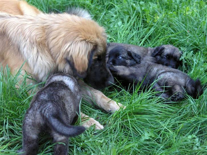 Leonberger JJ -egentlig Janis Joplin - Hvalpene må gøre næste alt .... billede 7