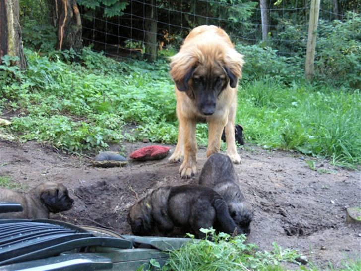 Leonberger JJ -egentlig Janis Joplin - Ind imellem synes JJ vidst de gør mærkelige ting billede 8
