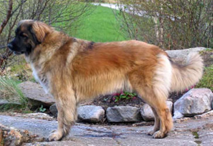 Leonberger Aggie billede 9