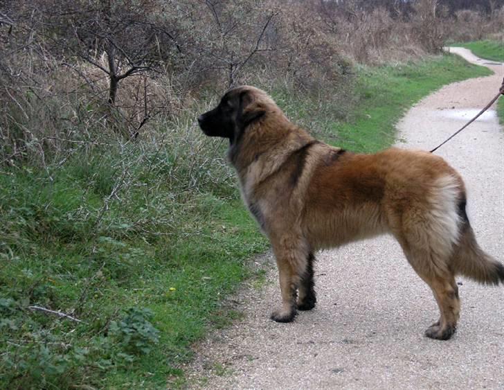 Leonberger Aggie billede 10