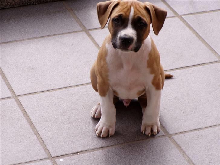 Amerikansk staffordshire terrier Django R.I.P Baby - jeg er næsten lige kommet hjem til min mor billede 4