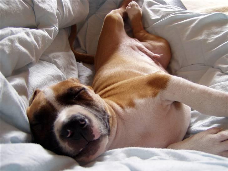 Amerikansk staffordshire terrier Django R.I.P Baby - sover lige mor, ikke alle de billeder billede 5