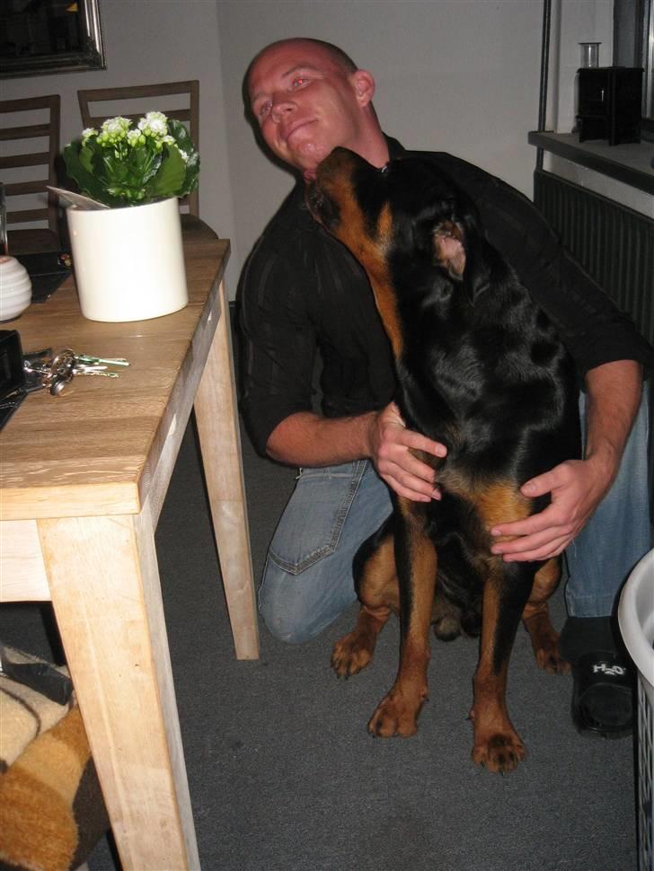 Rottweiler Ty  billede 6