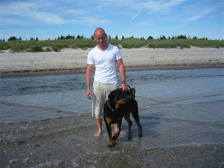 Rottweiler Ty  billede 8