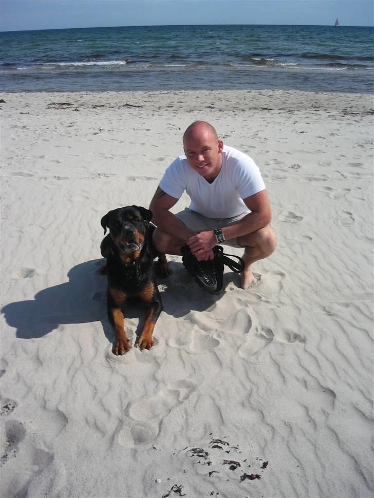 Rottweiler Ty  billede 10