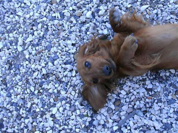 Dværggravhund Fido billede 13