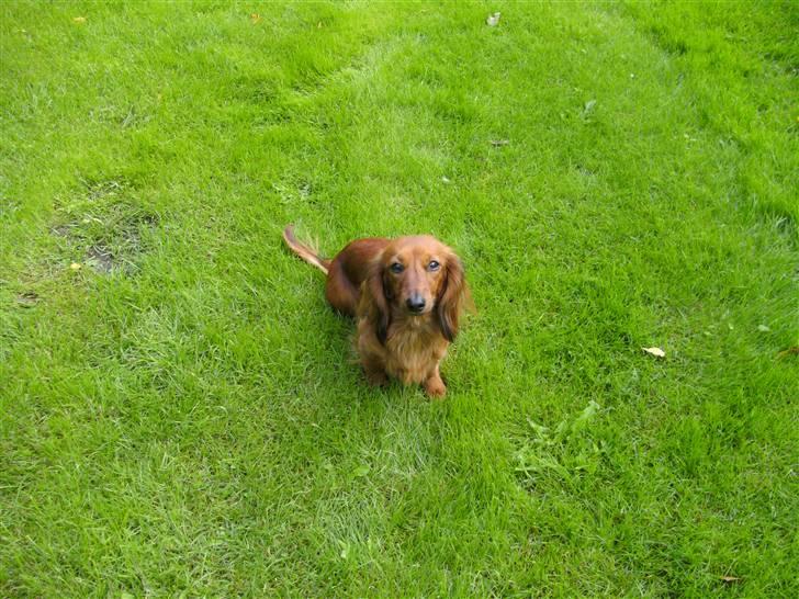 Dværggravhund Fido billede 14