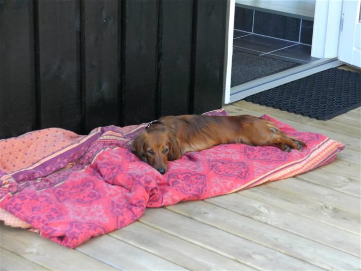 Dværggravhund Fido billede 16