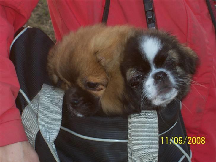 Tibetansk spaniel Frida (Shangri-La) - Det er godt med et lille hvil på gåturen billede 11