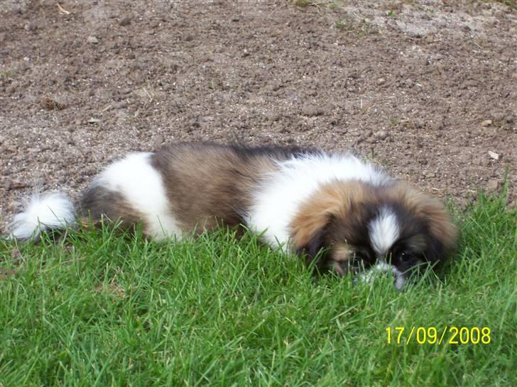 Tibetansk spaniel Frida (Shangri-La) - Æv græsset er ikke højt nok til at jeg kan gemme mig billede 12